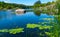 Floating aquatic plants, water lily Nymphaea candida and yellow capsule Nuphar lutea