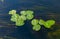 Floating aquatic plants, water lily Nymphaea candida and yellow capsule Nuphar lutea