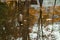 Floating autumn fallen leaves on the calm surface of the pond. Selective focus. A typical autumn day