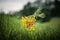 Floating beautiful bouquet of a summer meadow.