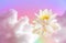 Floating beautiful lotus and reflection of sky with fluffy clouds on water, toned in pastel rainbow colors. Symbolic flower in