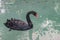 A floating black swan duck looking for the food in the river.