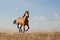 Floating Buckskin Horse