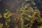 Floating carnivorous plant common bladderwort - Utricularia vulgaris