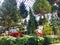 Floating Christmas Trees in Garfield Park Conservatory