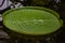 Floating curvy leaves of Victoria cruziana Santa Cruz water lily, water platter, yrupe, Victoria argentina