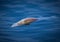 Floating dead fish fill the waters around Venice, FL after hurricane I