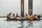 Floating Dock with Sea Lions. Seal Colony, California