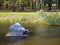 Floating duck house