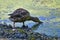 Floating duck on the surface of the pond.