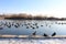 Floating ducks on the river in winter Sunny day sitting pigeons on the shore