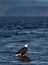 Floating eagle in water, Canada