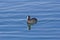 Floating Eurasian coot