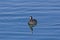 Floating Eurasian coot