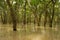 The floating forest of trees flooded with water in Tonle Sap lake, near Kampong Phluk, Cambodia.