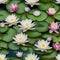 A floating garden of lily pads on a serene, reflective pond, each pad supporting a different type of flower1