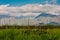 The floating gardens of the Inle Lake, Taunggyi, Myanmar