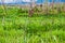 The floating gardens of the Inle Lake, Taunggyi, Myanmar