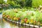 Floating gardens very flowery in the spring between the canals, Hortillonnages in Amiens in France