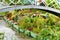 Floating gardens very flowery in the spring between the canals, Hortillonnages in Amiens in France