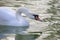 Floating graceful white swan on the pond. Feathered animals birds