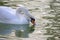 Floating graceful white swan on the pond. Feathered animals birds