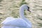 Floating graceful white swan on the pond. Feathered animals birds