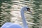 Floating graceful white swan on the pond. Feathered animals birds