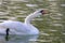 Floating graceful white swan on the pond. Feathered animals birds