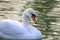 Floating graceful white swan on the pond. Feathered animals birds