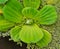 Floating Green plant in water, summertime in provence