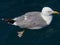 A floating herring gull