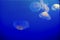 Floating jelly fish in blue fish tank