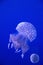 Floating Jellyfish