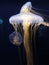 Floating Jellyfish in a Spacious Aquarium