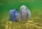 Floating jellyfish under water in the Black Sea