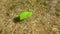 floating leaf on the water