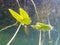 Floating leaves of the Arrowhead water plant