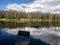 Floating logs in Lily Lake