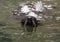 Floating northern fur seal