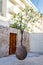 Floating orange tree, Jaffa