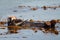 Floating Otter