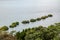 Floating plants in river at sun moon lake,taiwan