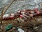 Floating plastic beer bottles in the small river.