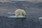 Floating Polar bear cub before jump 3