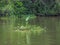 Floating river plants iews around Costa Rica