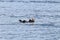 Floating sea otter (asian kalan, Enhydra lutris lutris) Alaska