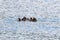 Floating sea otter (asian kalan, Enhydra lutris lutris) Alaska