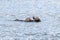 Floating sea otter (asian kalan, Enhydra lutris lutris) Alaska