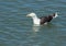 Floating Seagull on Water looking to the Left